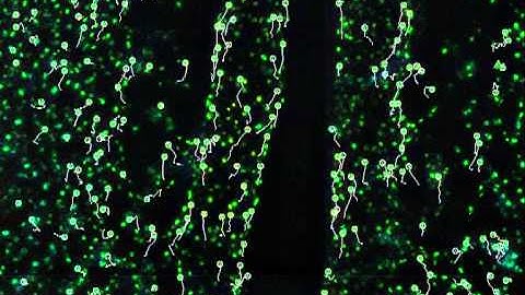 Automated Cell Tracking: In Vivo (3D and 4D)