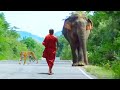 How power of buddhist monk in front of wild elephant