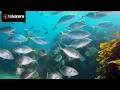 New fisheries amendment bill raises questions over who controls the moana