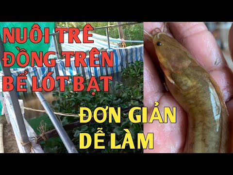 Video Mô hình nuôi cá trê vàng trên bể lót bạt, Thành công... - youtube