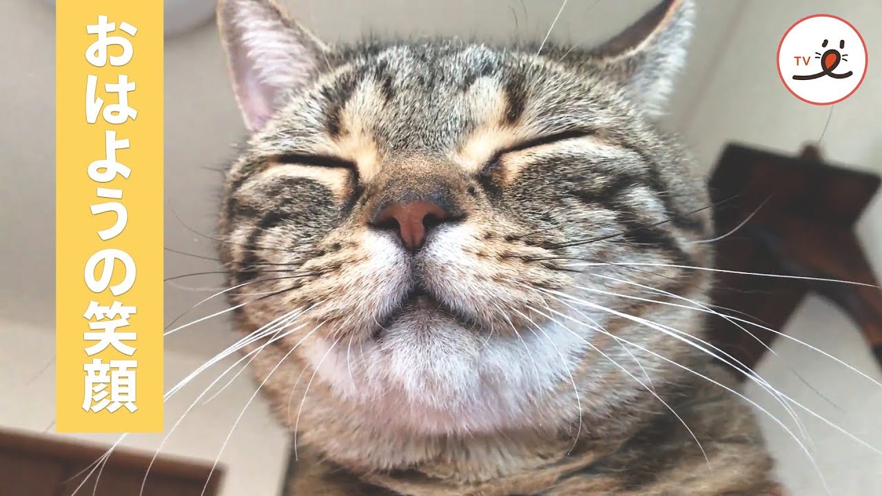 毎朝が幸せで始まる 飼い主さんを起こす猫ちゃんの笑顔 Peco Tv Youtube 毎朝が幸せで始まる 飼い主さんを起こす猫ちゃんの笑顔 Peco Tv Youtube