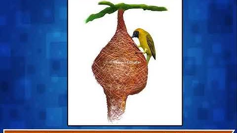 Nest of Birds - Science Class 3