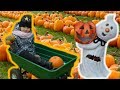 ХЭЛЛОУИН👻ВЫБИРАЕМ ТЫКВУ🎃 КАК ВЫРЕЗАТЬ ТЫКВУ НА ХЭЛЛОУИН🎃