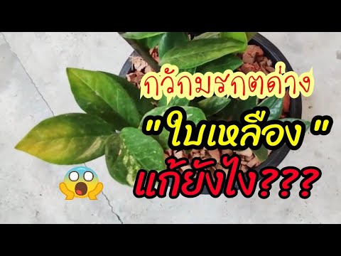 กวักมรกตด่างใบเหลืองแก้ยังไงดี#กวักมรกตด่าง​#กวักมรกตด่างใบเหลือง​#ไม้มงคล