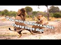 30 Minutes of LIONS being AWESOME!