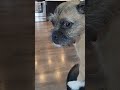 when you're a little puppy 🐶  with not a care in tge world