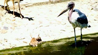 Maribu Kills Springbok at Madrid  Zoo. Amazing Animals Moments.