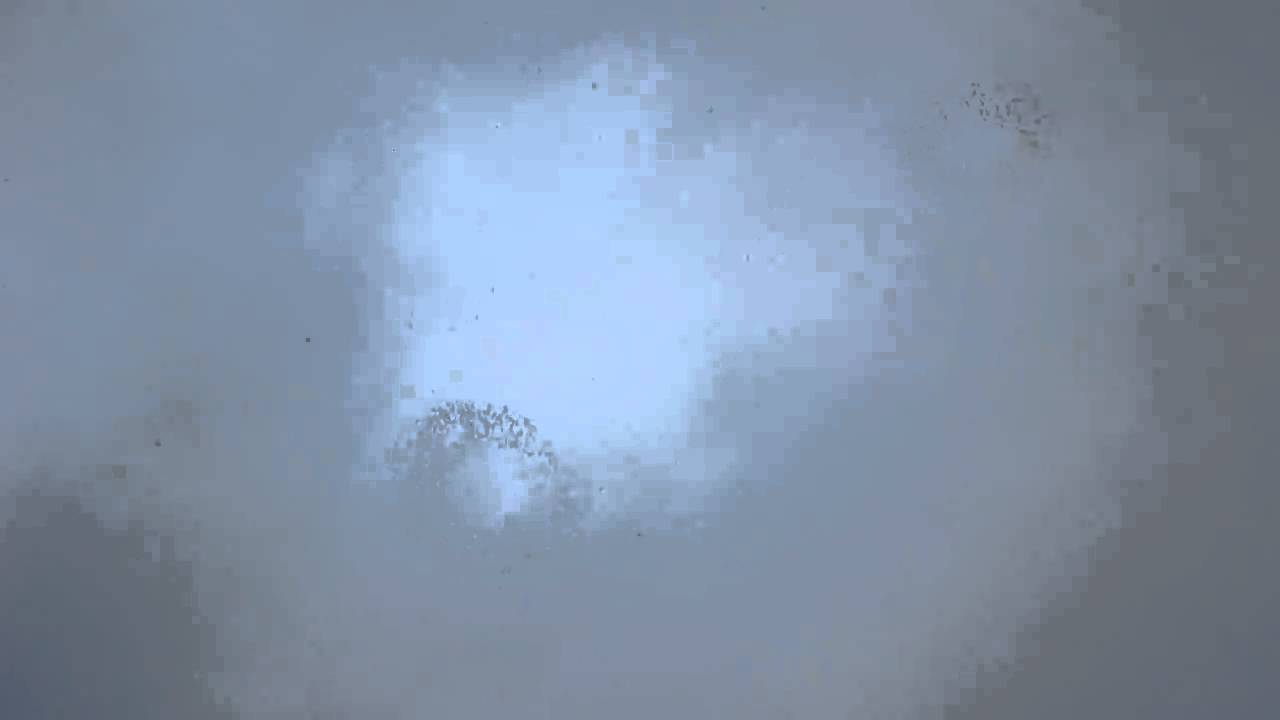 Bats flying in circles 