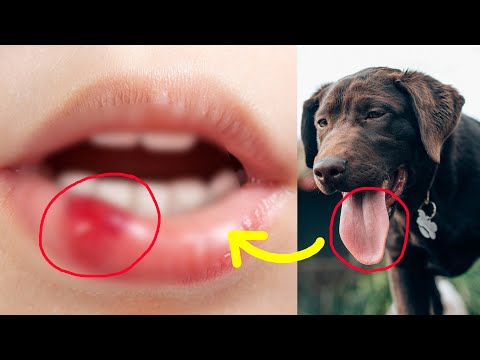 Video: Miks on mu koer Obsessively licking teised koerad?