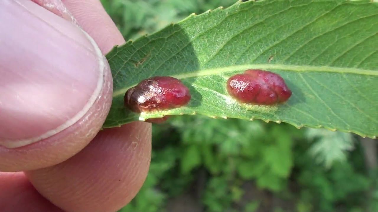 Sawfly Larva (Tenthredinidae: Potania) in Willow Leaf Gall