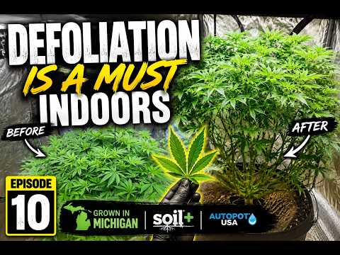 EP|10 Defoliation is a must indoor
