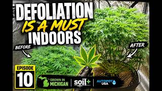 EP|10 Defoliation is a must indoor