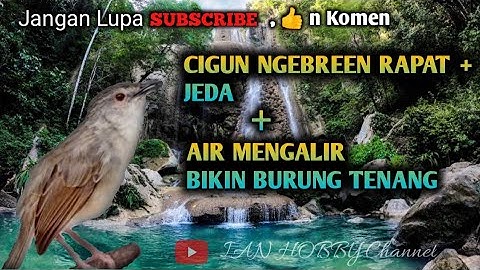 MASTERAN SUARA CIGUN + AIR MENGALIR BIKIN BURUNG TENANG CEPAT MASUK#masteranburung #burungkicau