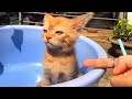 New funny animal 2024 funniest dogs and catss 