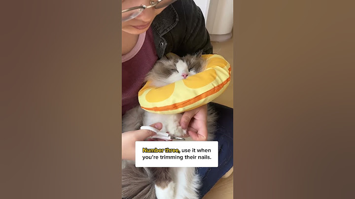 6 Ways To Use A Cat Cone! 😻