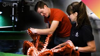 My Date With A Giant Pacific Octopus!