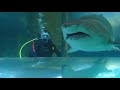 Download kid falls into shark tank and couldn't get out in time... kid falls into shark tank and couldn't get out in time...