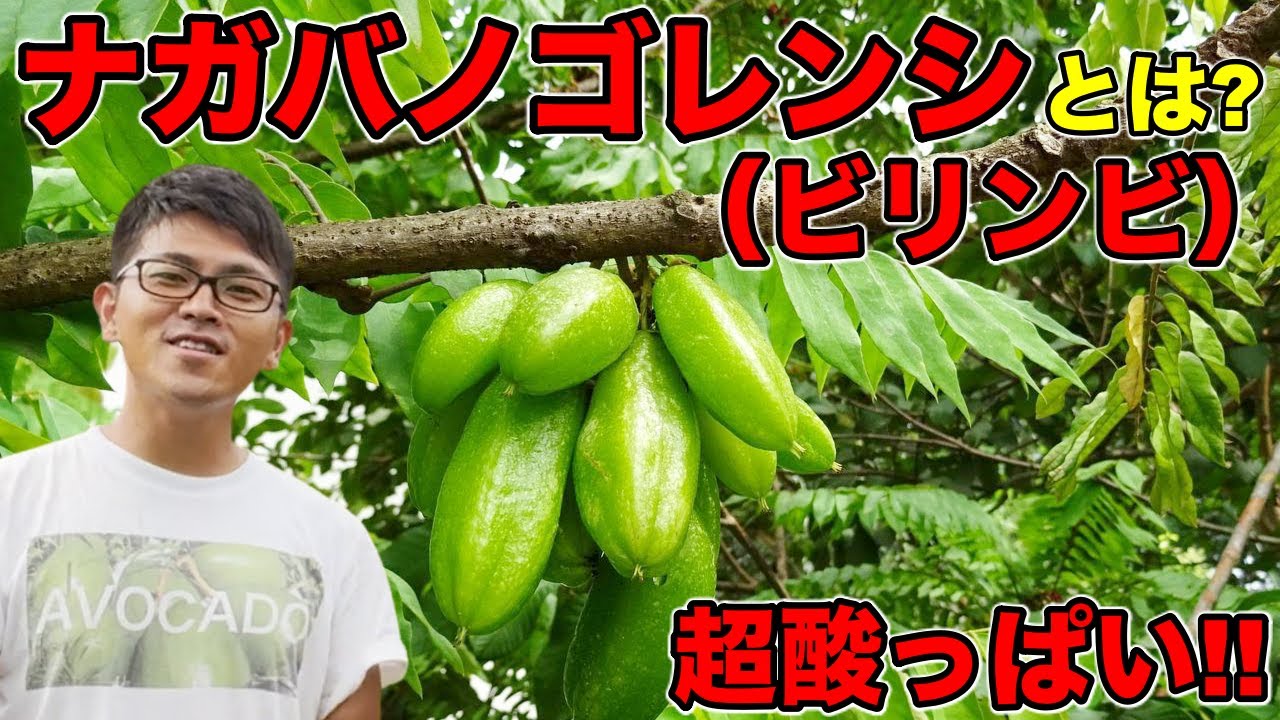 Extremely rare fruit tree] About the super sour 