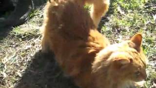 RAKE THE CAT v4c!