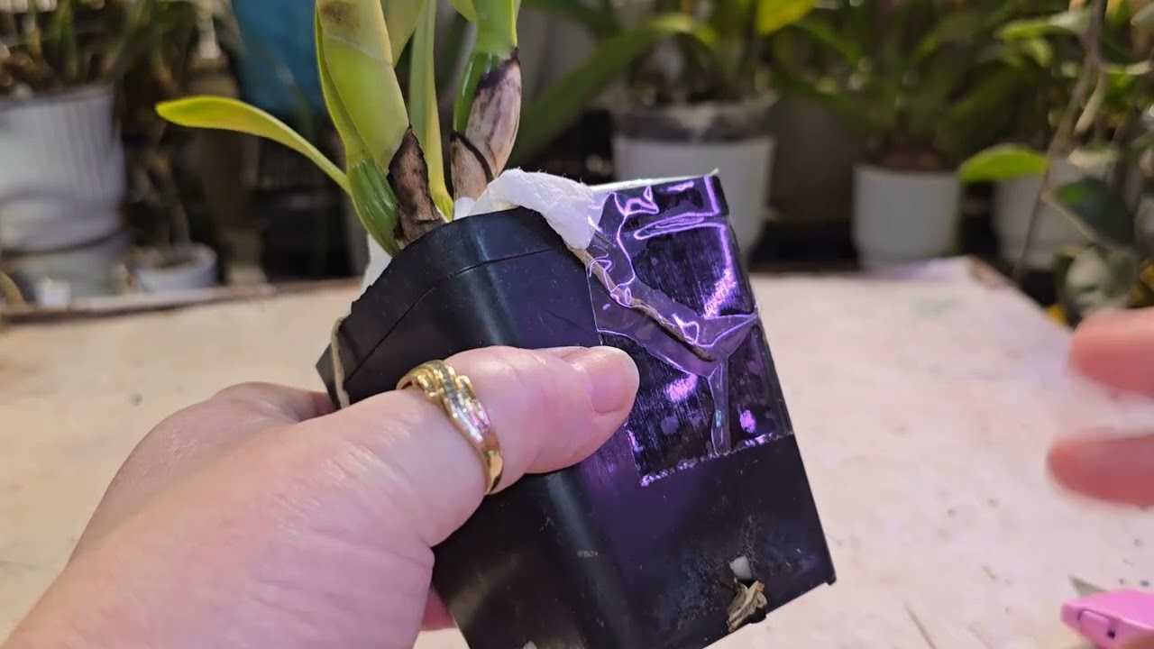 Распаковка орхидеи с сайта Orchidsbythelake.com