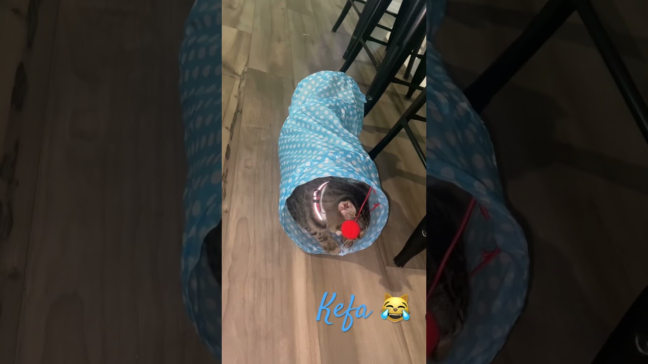 These balls are in my way! 😹New Toy 🧶🏐#cat #shorts #animals