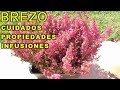 INCREIBLES PROPIEDADES DEL BREZO CUIDADOS E INFUSIONES - VIVIR EN EL CAMPO