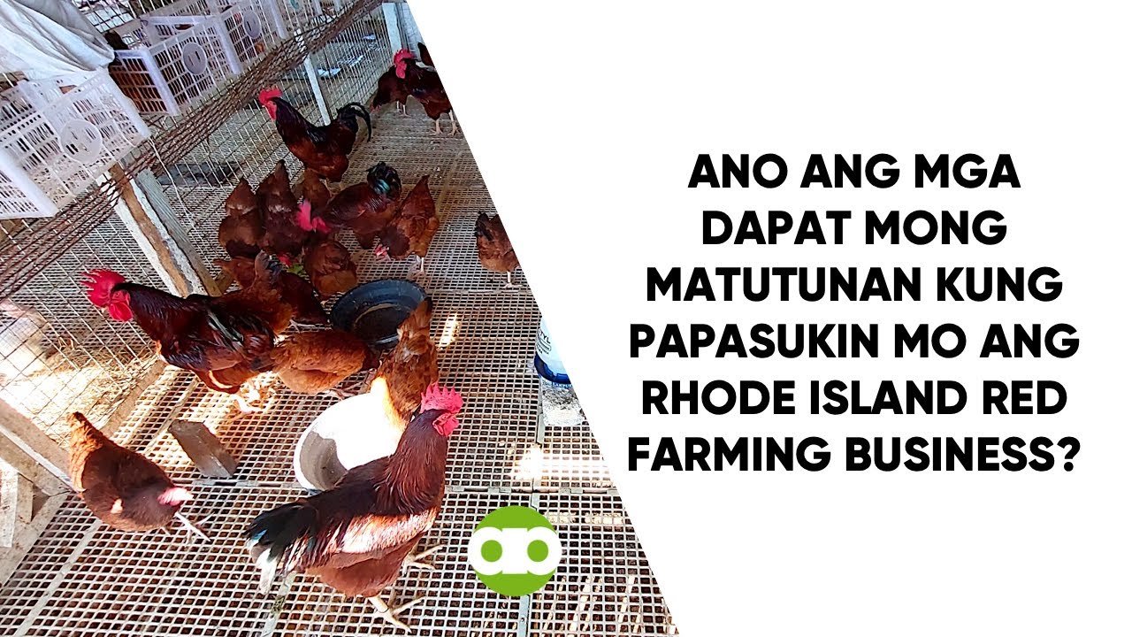 Ano Ang Mga Dapat Mong Matutunan Kung Papasukin Mo Ang Rhode Island Red Farming Business?