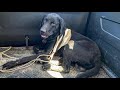 Un Jaguar y un perro caen en un pozo. Mira lo que pasa...