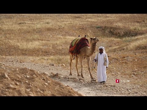 ვიდეო: როგორ ცხოვრობენ ბედუინები