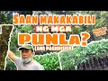 PAGBIBISITA SA MAY PAANAN NG BUNDOK + SAAN MAKAKABILI NG PUNLA? | Byaherong Batangueno