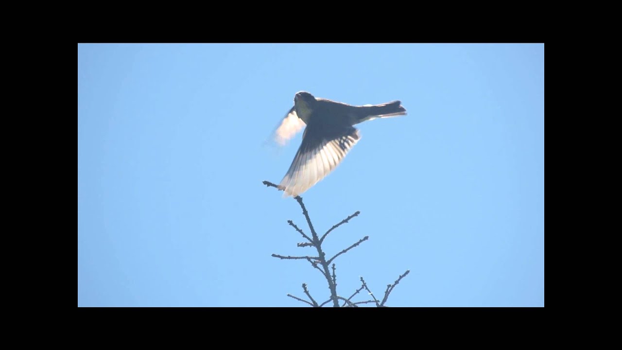 Olive-sided Flycatcher 