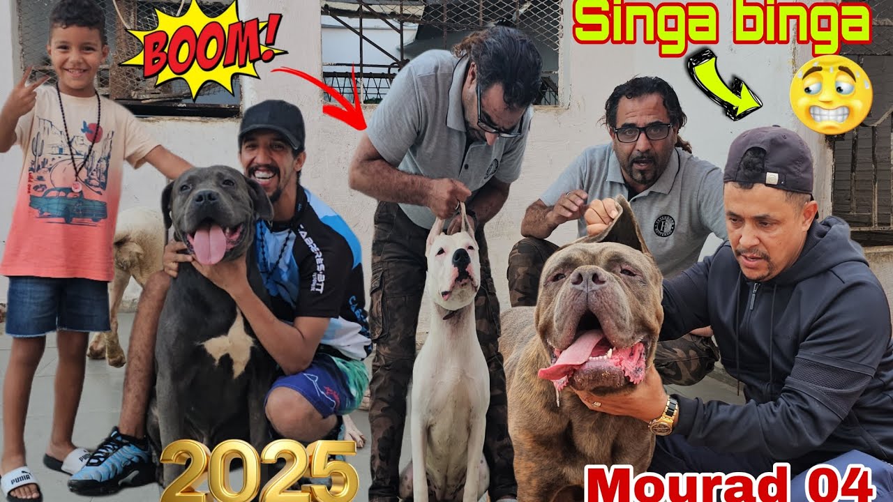 ممنوع علي قلوب الضعيف مباشرة وحصريا مع بطل الابطال واستاد مراد 04 احسن انوع كلاب الحراسة ممتاز جدا 🏅