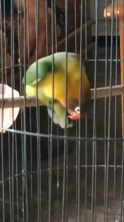 #binatang #joget #lakbet #lovebird #hiburan #lucu #ngakak #story #laguviral