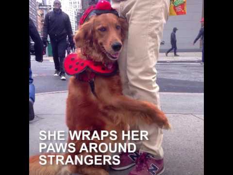 Videó: Megvagy! Covetous Canines Fetchingly előadott a kitömött kutya bábjával [Videó]
