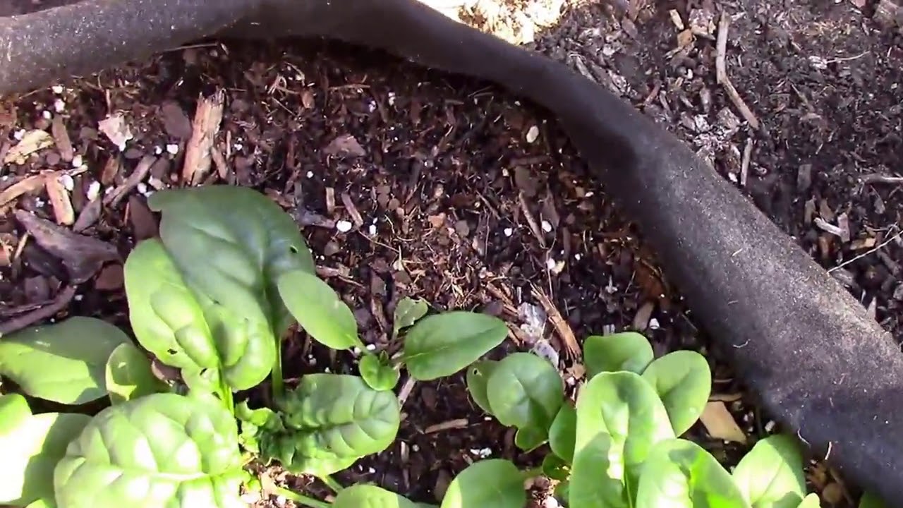 Fabric Grow Bags - Year End Review After First Time Use.