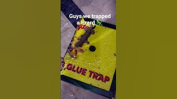 Thumbnail of We trap a lizard 🦎 #song
