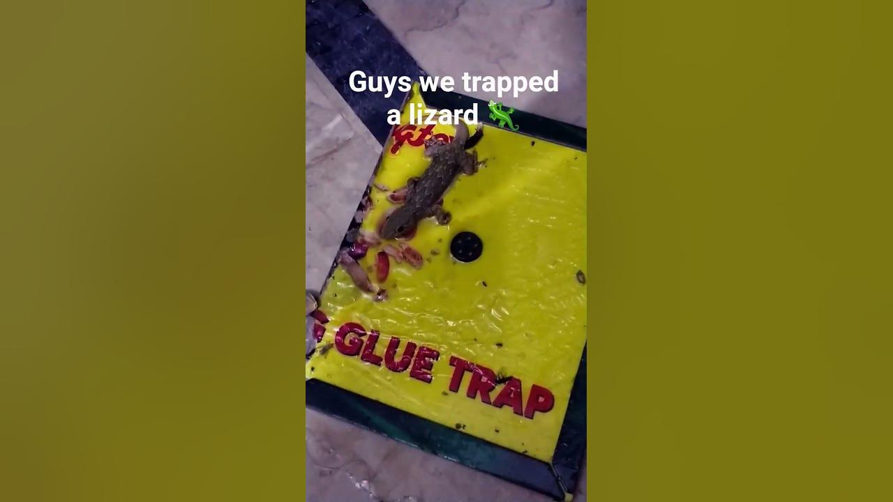 We trap a lizard 🦎 #song