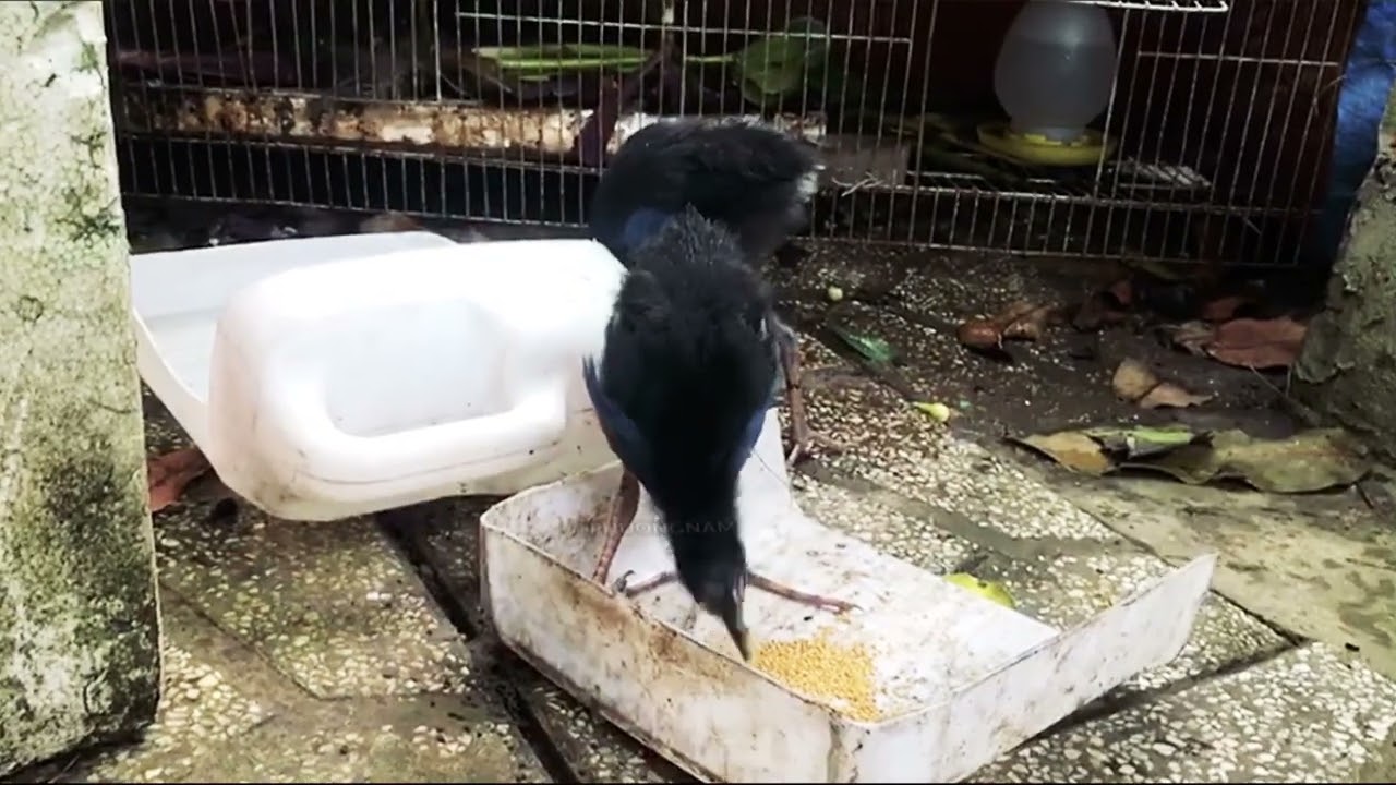 @PHUONGNAM🍃 BUỔI SÁNG BÌNH YÊN CỦA CHIM TRÍCH CỒ TRONG SÂN VƯỜN!