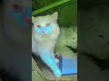 Beutifull Cat Funny Audio