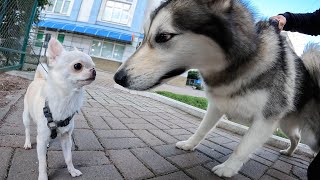 МАЛАМУТ ЛЕКСИ НАПАЛА НА СОБАКУ