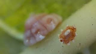 Ceroplastes rusci scale insects on fig leaves