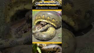 เปิดตำนาน! อนาคอนด้า! เครื่องจักรสังหารที่ยังครองป่าอยู่!