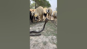 Snake vs sheep 🐑