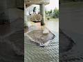 Giant River Monster Caught in Sundarbans #amazing #fishing #villagelife #viral #foryou #fish