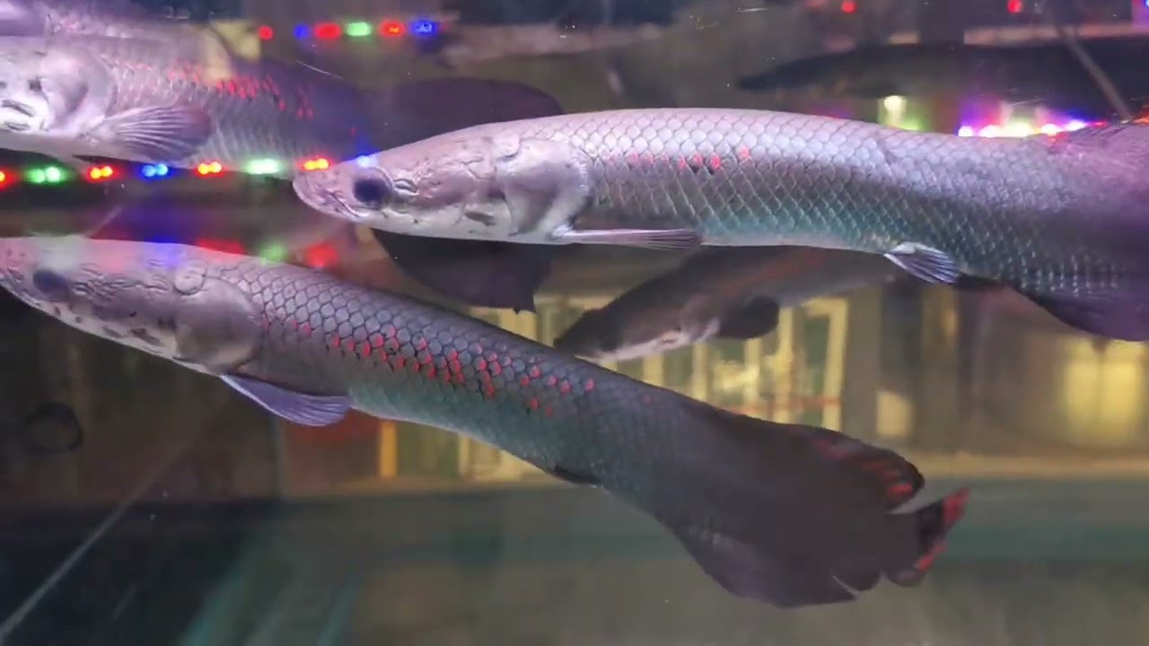 ร้านเจ๊​จือ ปลาสวยงาม​ (ร้านนอก)​