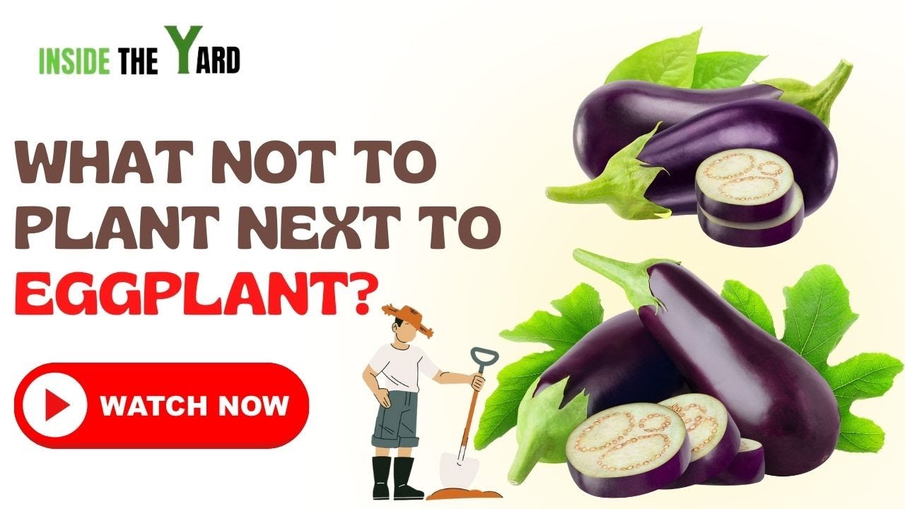 What Not To Plant Next To Eggplant [An Indisputable List Of Eggplant Antagonists ] YouTube