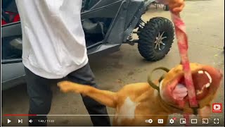 Bully Breed Gladiator (MAVERICK) Vs. The  PIT MASTER BIG CHUCK MCBRIDE (Short Soundtrack Version). by Dog Whisperer BIG CHUCK MCBRIDE 1,752 views 1 year ago 4 minutes, 38 seconds