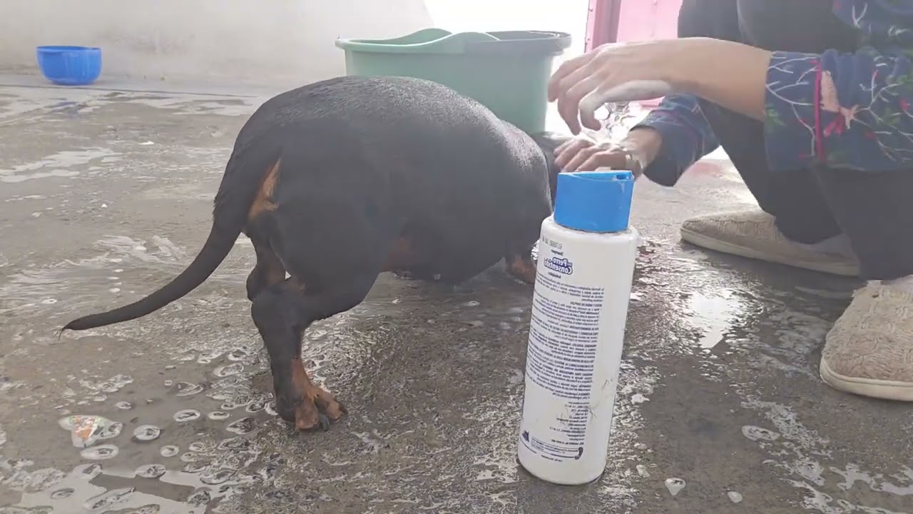 LIMPIEZA DE PATIO🧹🏡+LA VERDAD DE KIKI 😮+ BAÑANDO MIS PERRHIJAS 🐶