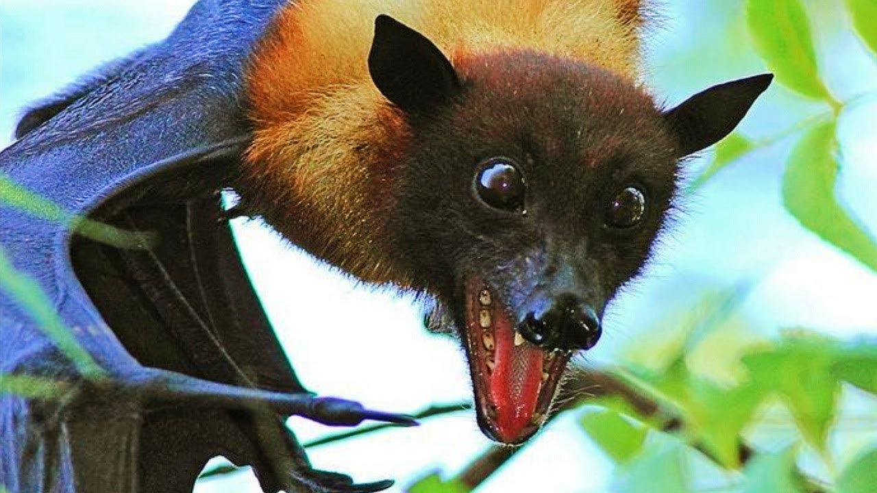 flying fox | interesting facts