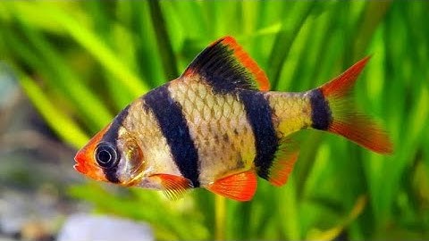 Cách nuôi Cá Tứ Vân-Cá Xecan khỏe mạnh màu sắc đẹp || How to raise Tiger Barb fish